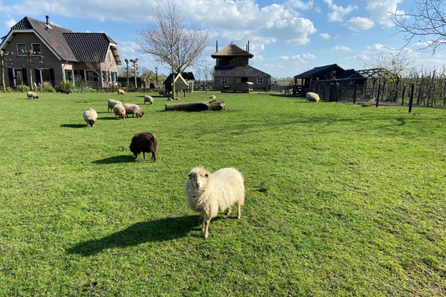 Bloesemwandeling Klompenpad Teisterbantpad In De Betuwe; Schapen Teisterbandpad