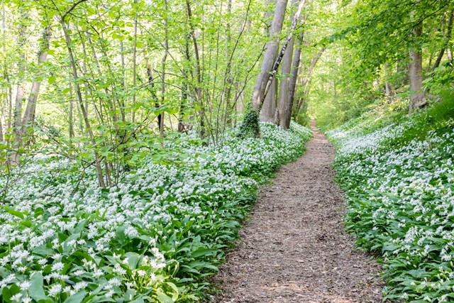 afbeelding van daslook in het bos.