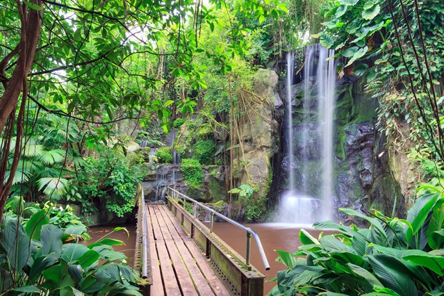 afbeelding van een junglebos met waterval.