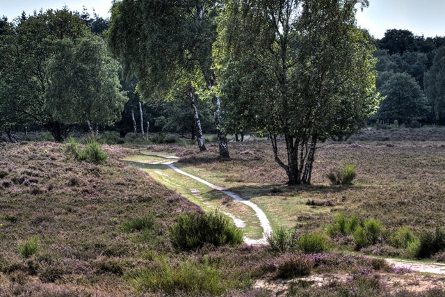 Heideveld bij Laren. (Foto: © Frans Schouwenburg, Flickr)
