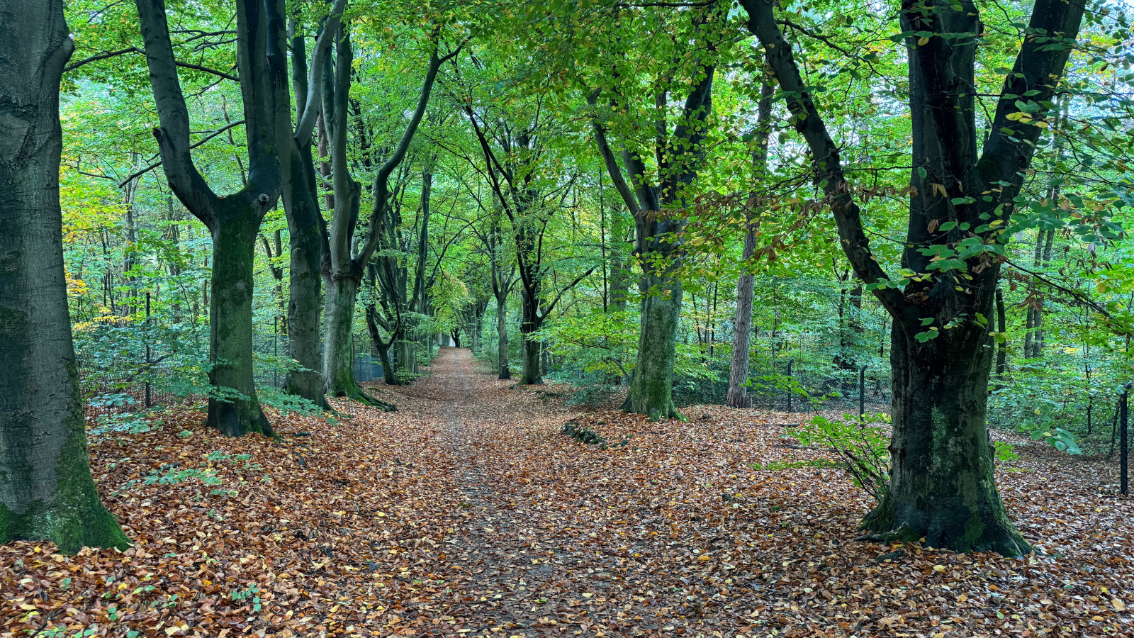 Parkwandeling Noord Brabant Rondje Genderpark (13)