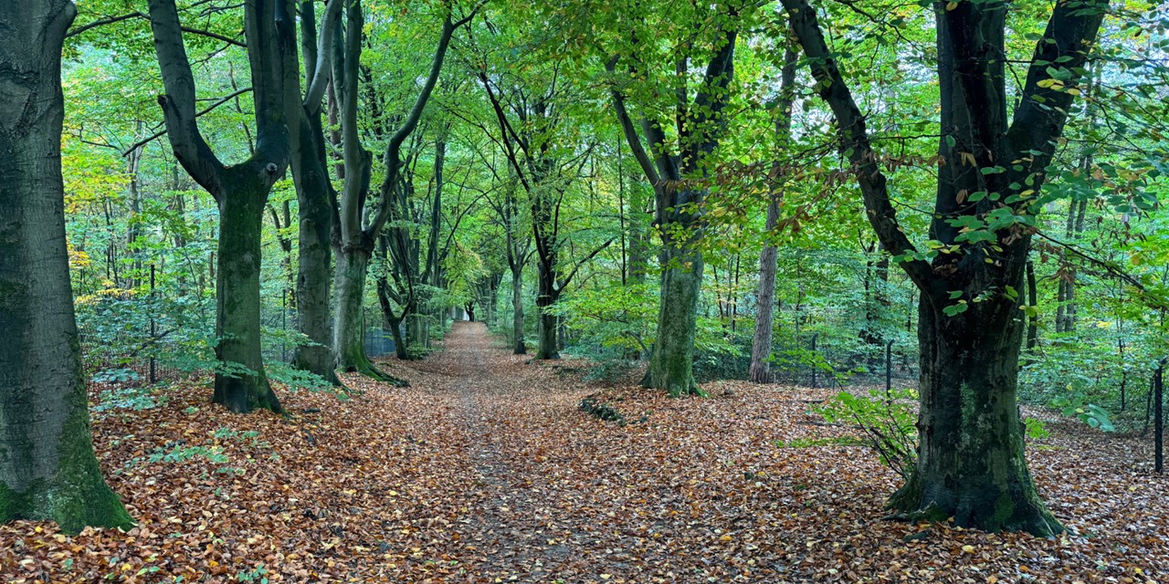 Parkwandeling Noord Brabant Rondje Genderpark (13)
