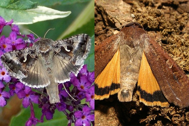 Vlinders gamma-uil en huismoeder