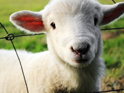 Header  | Waar kun je tijdens je wandeling lammetjes kijken?