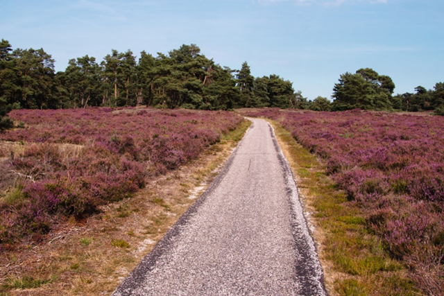 Wandelen Hoge Veluwe 5X De Mooiste Wandelroutes Belevingsroute