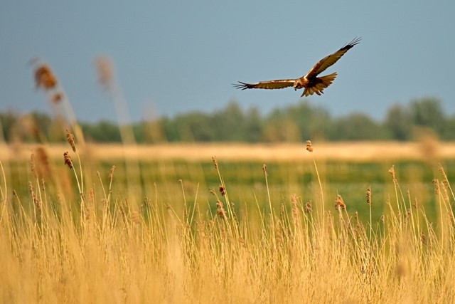 De zeearend