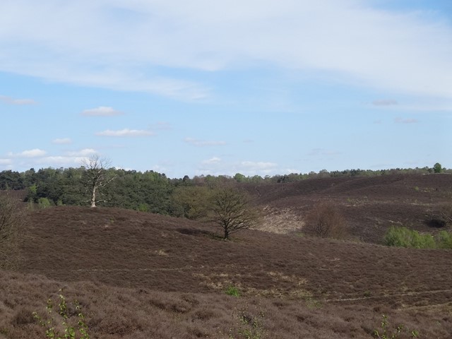 Veluwezoom | Dieren | Carolinaberg 