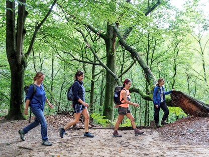 Wandelen in bos