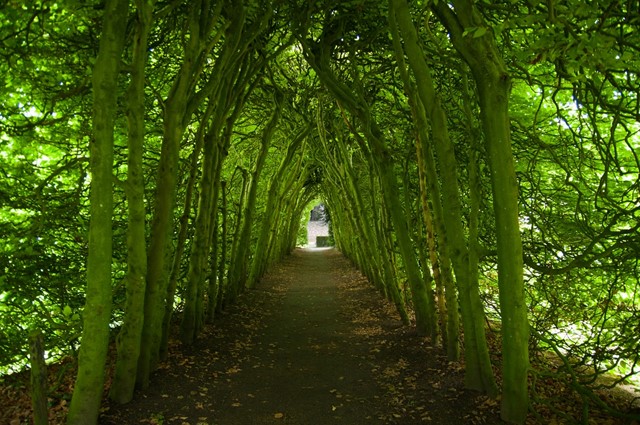 afbeelding van een laan met bomen, als een soort tunnel.