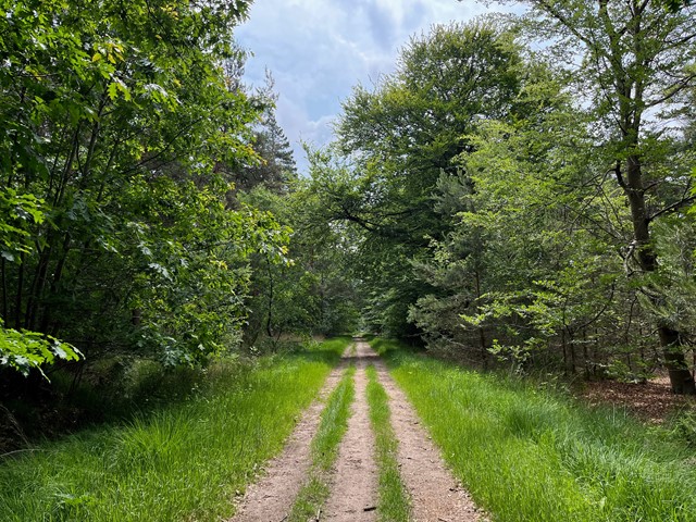 Chaamse Bossen Onderweg