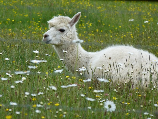 AlpacaOord