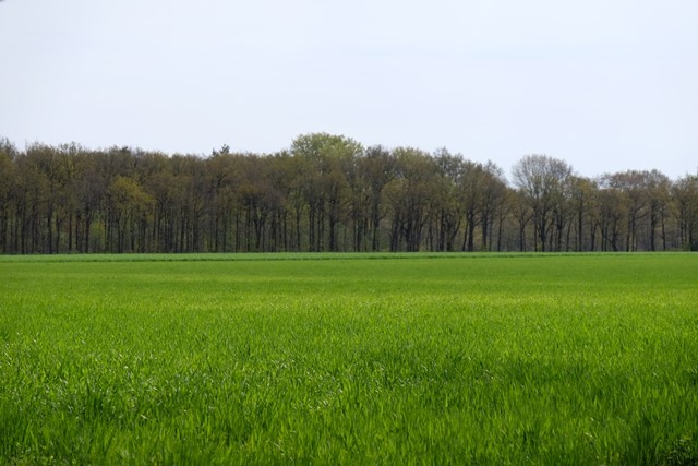 Buitengebied van Wolfheze