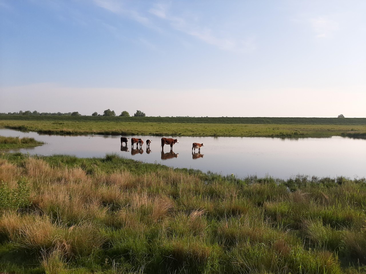 Koeien in volgelopen weiland met water