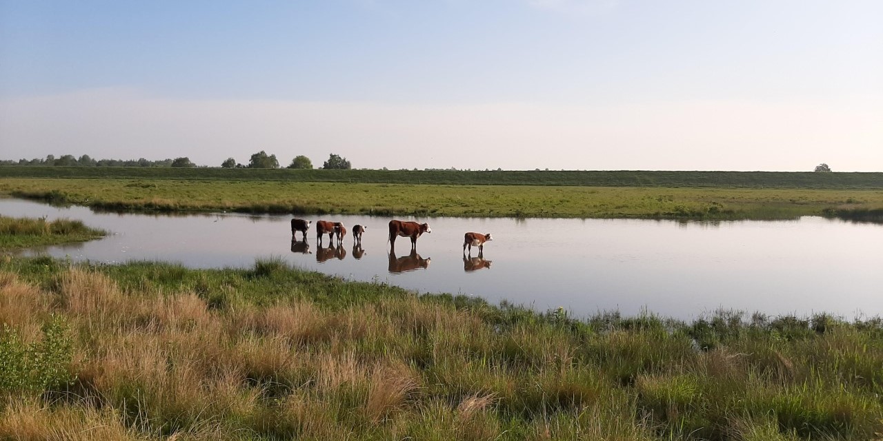 Koeien in volgelopen weiland met water