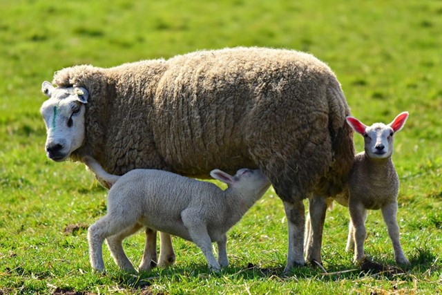Wandelen In De Lente 6 Routes Naar Dieren Over De Bloemendijken Bij Goes