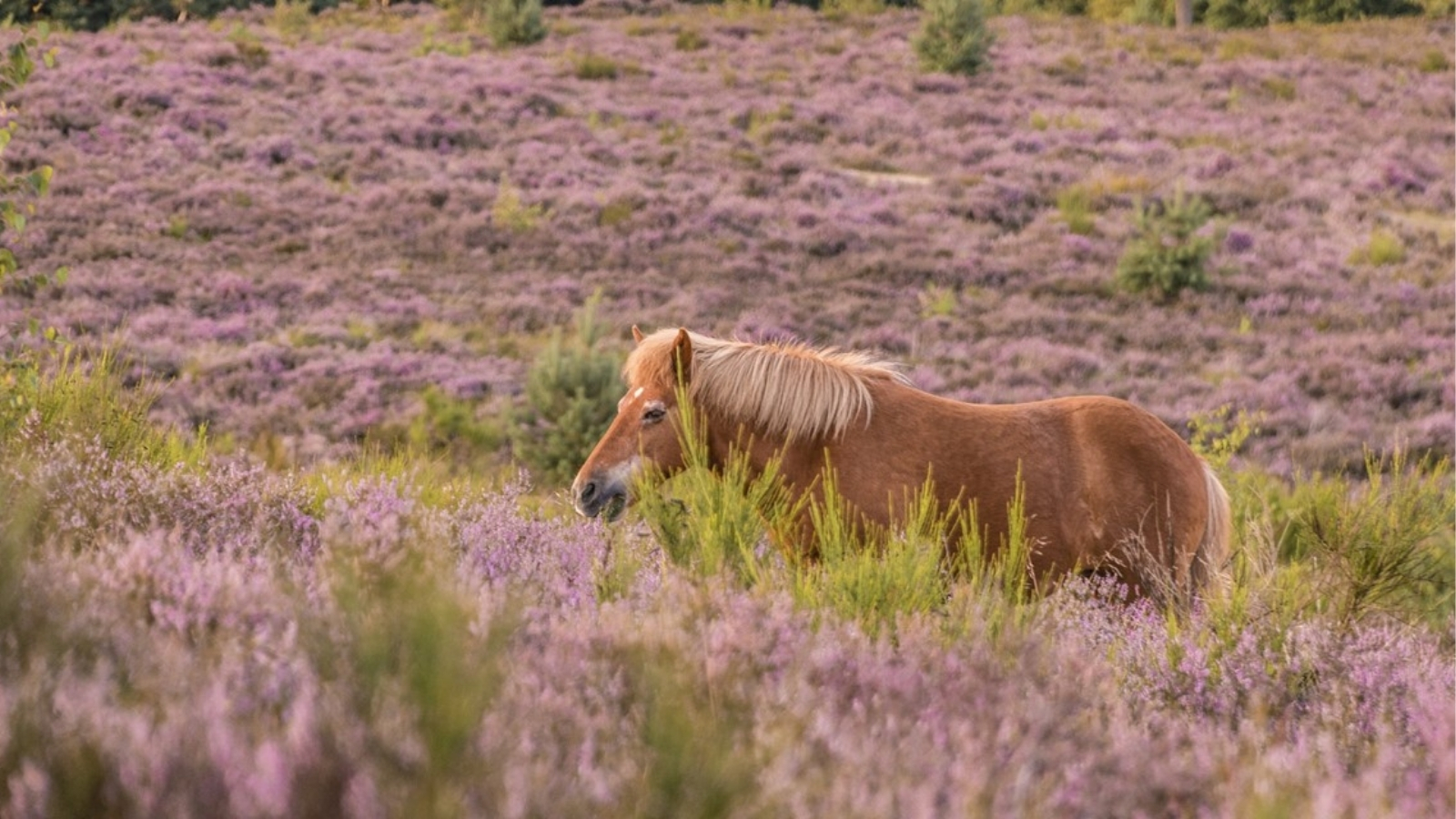 Mooie Wandelroutes Op De Veluwezoom