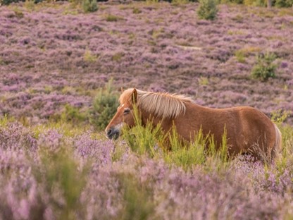 Mooie Wandelroutes Op De Veluwezoom