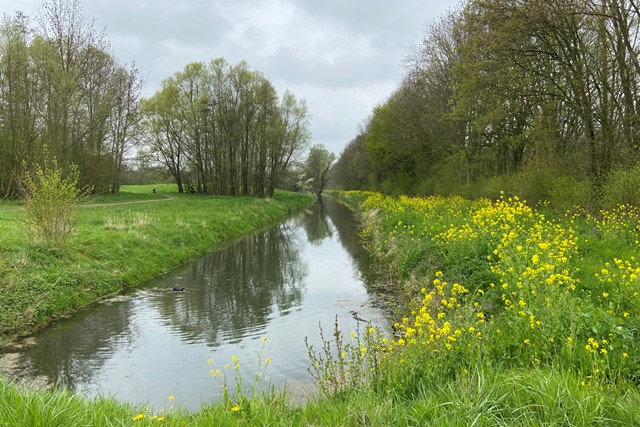 sloot met gele bloemen en bomen.