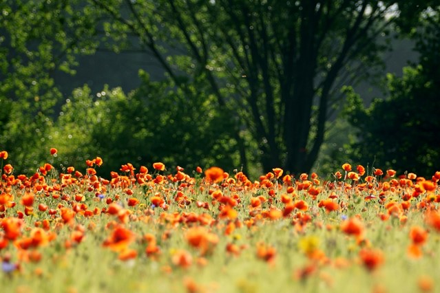 Landgoed De Hoevens in het voorjaar.