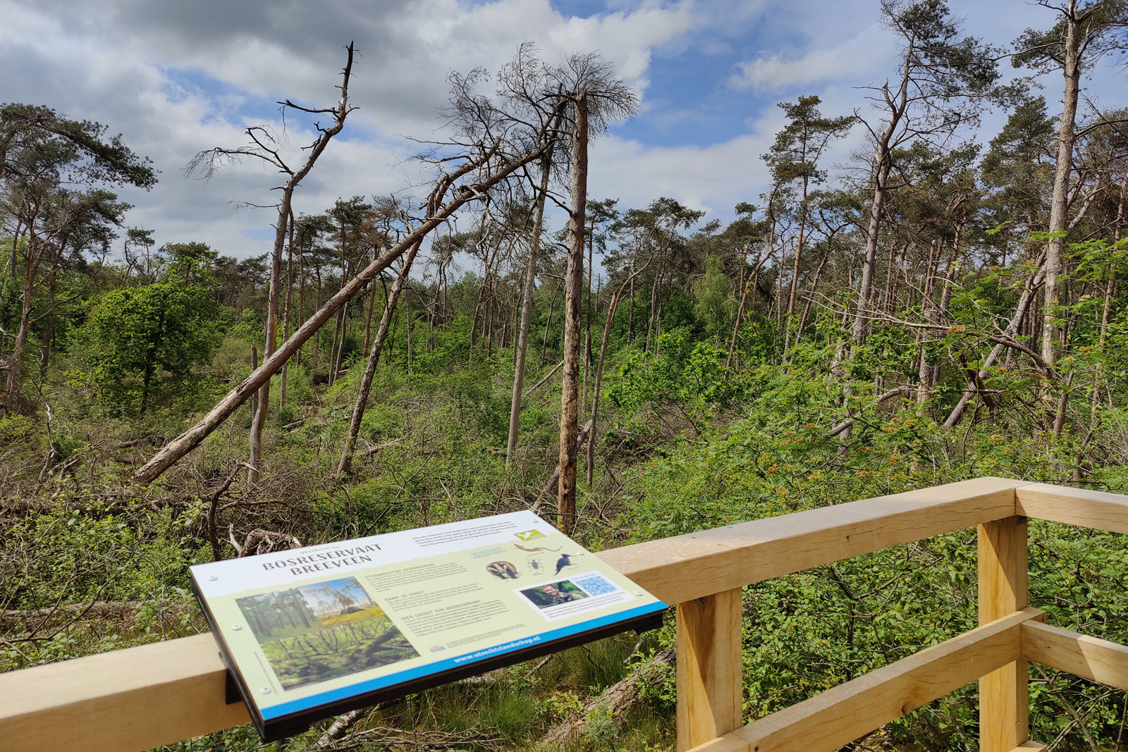 het Stormpad in Leersum na een valwind.