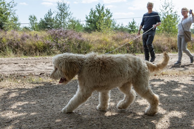 afbeelding van een hond aan de lijn in de heide.