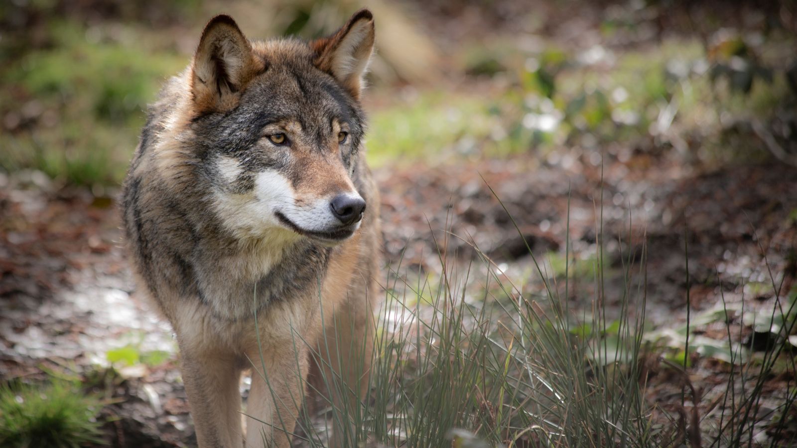 Wat Moet Je Doen Als Je Tijdens Je Wandeling Een Wolf Tegenkomt