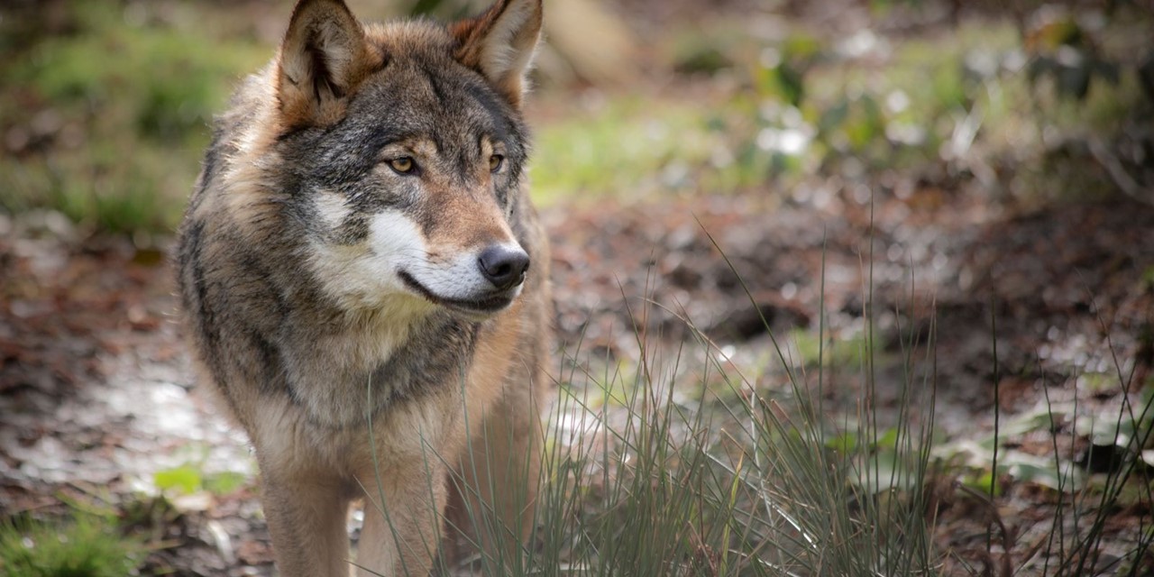 Wat Moet Je Doen Als Je Tijdens Je Wandeling Een Wolf Tegenkomt
