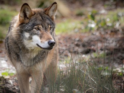 Wat Moet Je Doen Als Je Tijdens Je Wandeling Een Wolf Tegenkomt