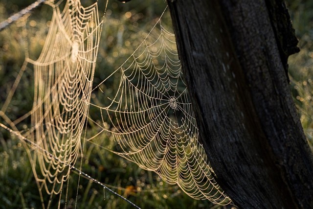 spinnenweb met dauw in de ochtendgloren