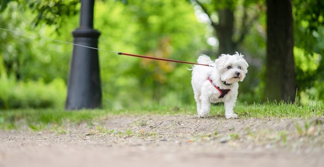Hondje wandelt aangelijnd met tuigje door het bos
