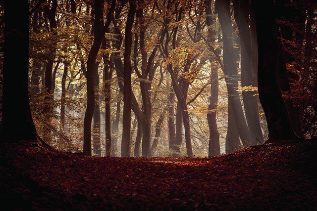 Het Speulder- en Sprielderbos