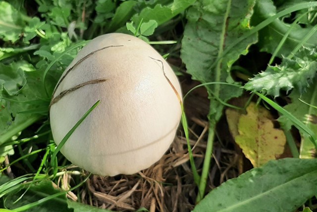 afbeelding van een paddenstoel tussen het gras.