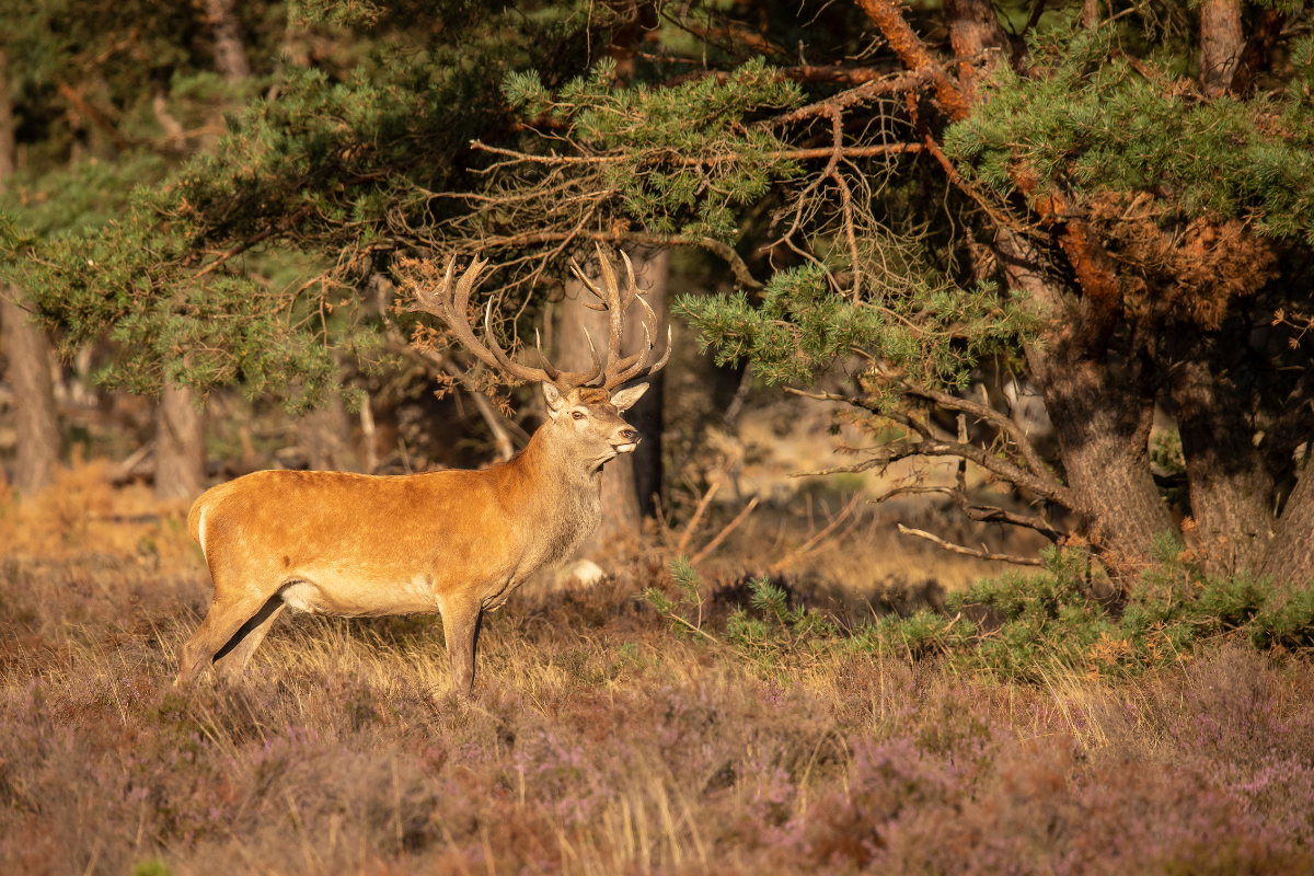 Wandelroute Nationaal Park De Hoge Veluwe Hoenderloo Edelherten