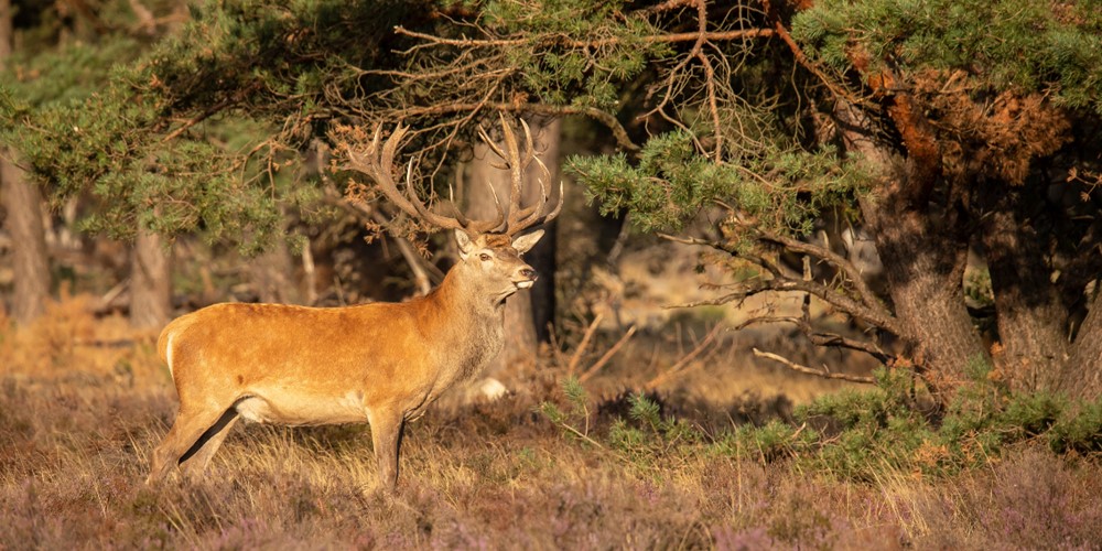 Wandelroute Nationaal Park De Hoge Veluwe Hoenderloo Edelherten