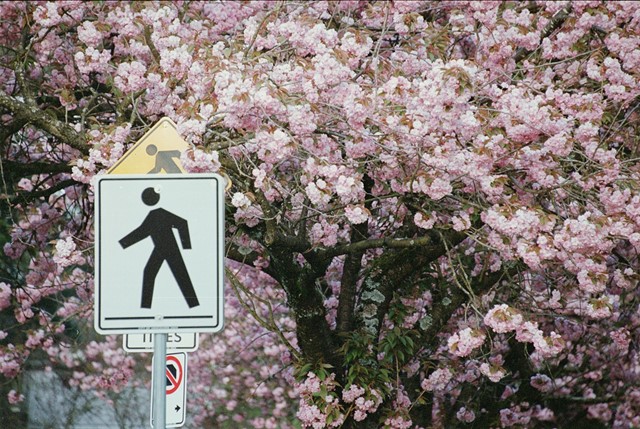 Wandelen als beginner: wandelbordje met bloesem
