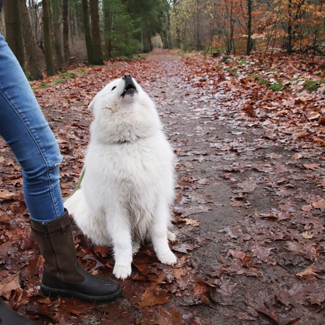 afbeelding van een witte hond, zitten bij de outdoorlaars van Grisport.