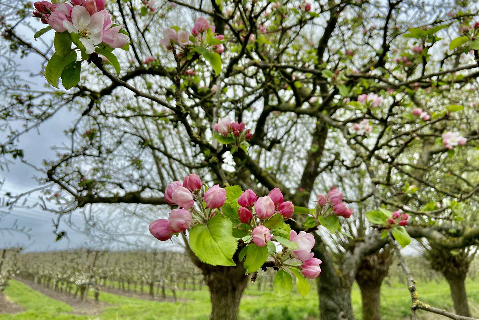 afbeelding van roze bloesem in een fruitboomgaard.