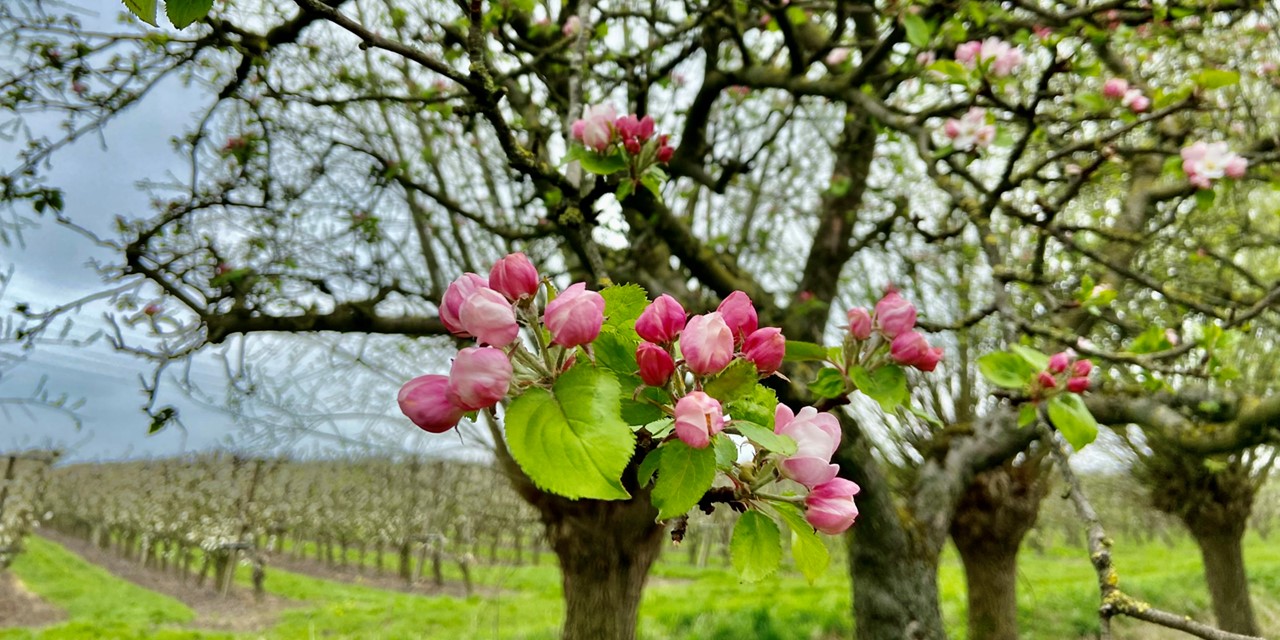 afbeelding van roze bloesem in een fruitboomgaard.