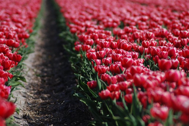 afbeelding van een close-up van een tulpenveld.