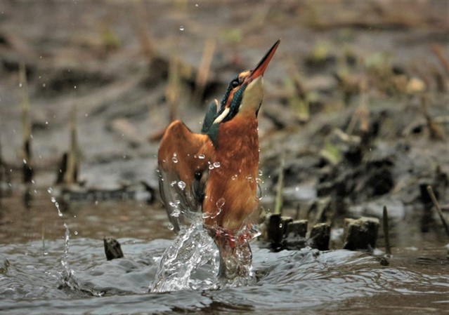 Ijsvogel die uit het water naar boven vliegt