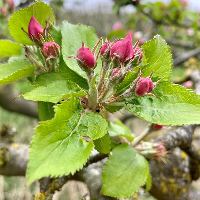 afbeelding van roze bloesem in de knop.