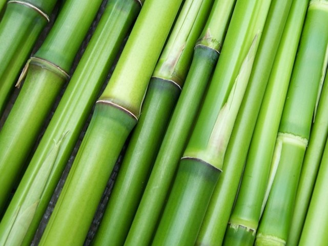 /de-voordelen-van-bamboe1