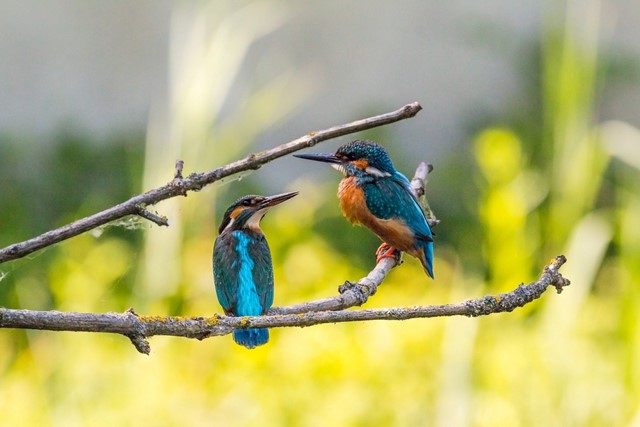 IJsvogels