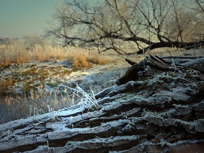 Hanne's Wandelwereld: Insecten in de winter