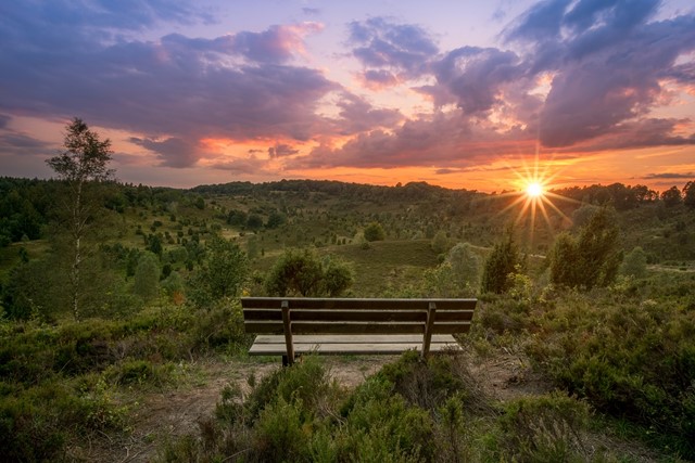 De heide in Nedersaksen