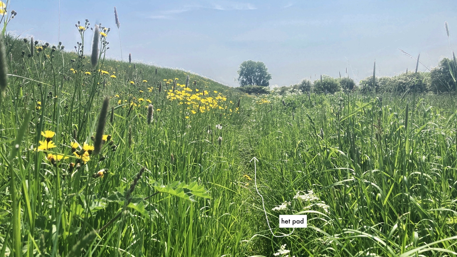pad door een weide van gras en wilde bloemen.