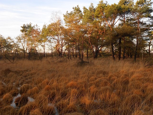 Wandelvakantie Met De Camper Kalmthoutse Heide