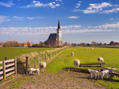 Lammetjes op Texel