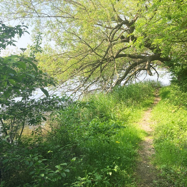 paadje door het gras langs het water.
