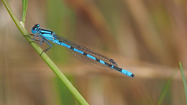 Libelle